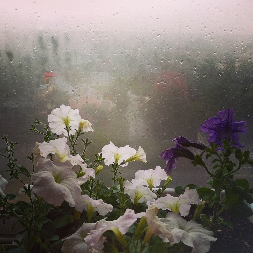 ДОЖДЛИВОЕ ЛЕТО.