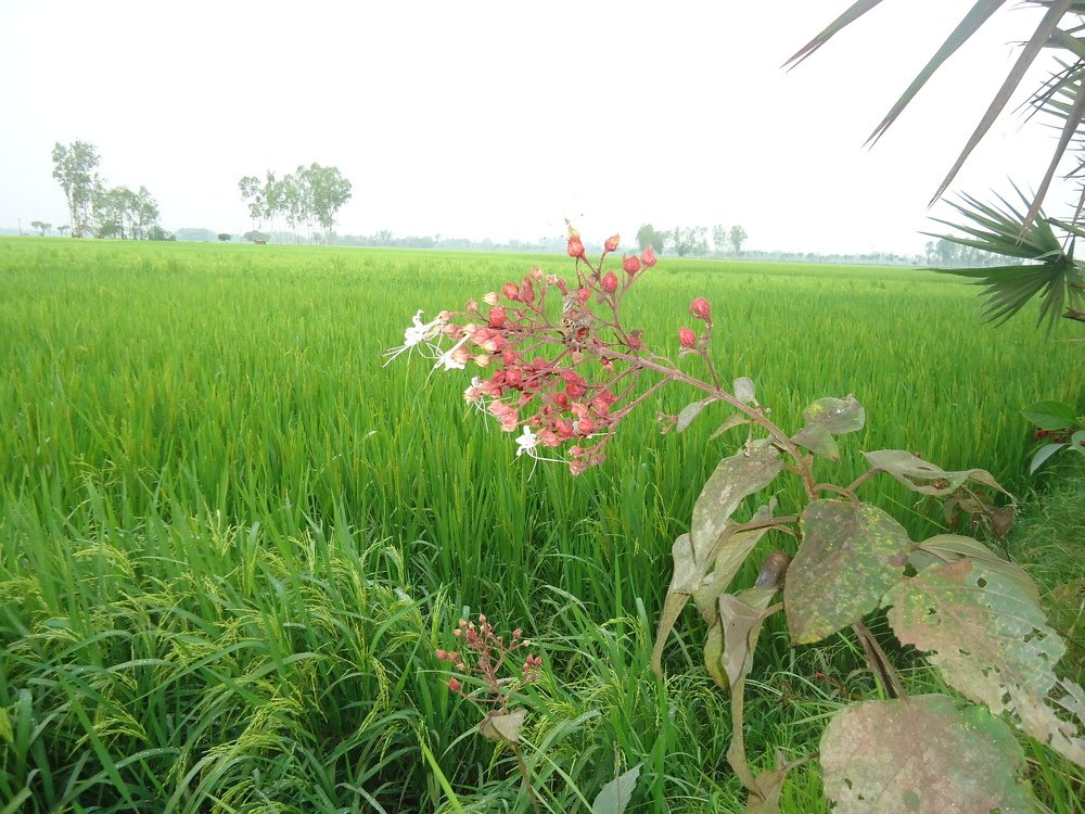 Photo #4506831