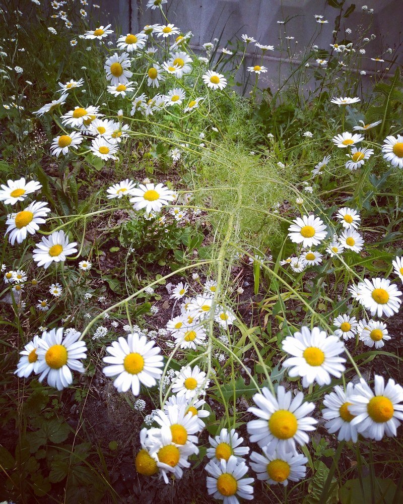 Цветы России.....