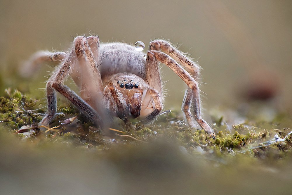 spider walking raindrop