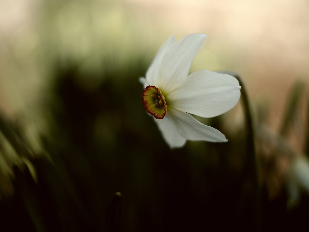 Photograph by Narcis Aurel Mursă