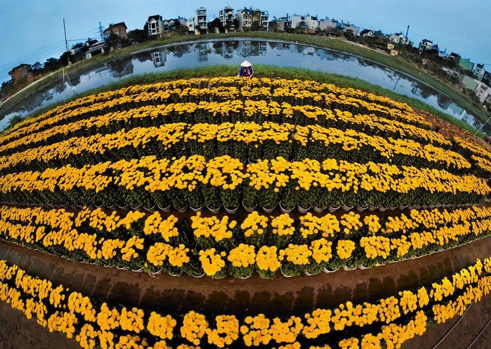 Фотография автора MINH GIẢNG PHẠM