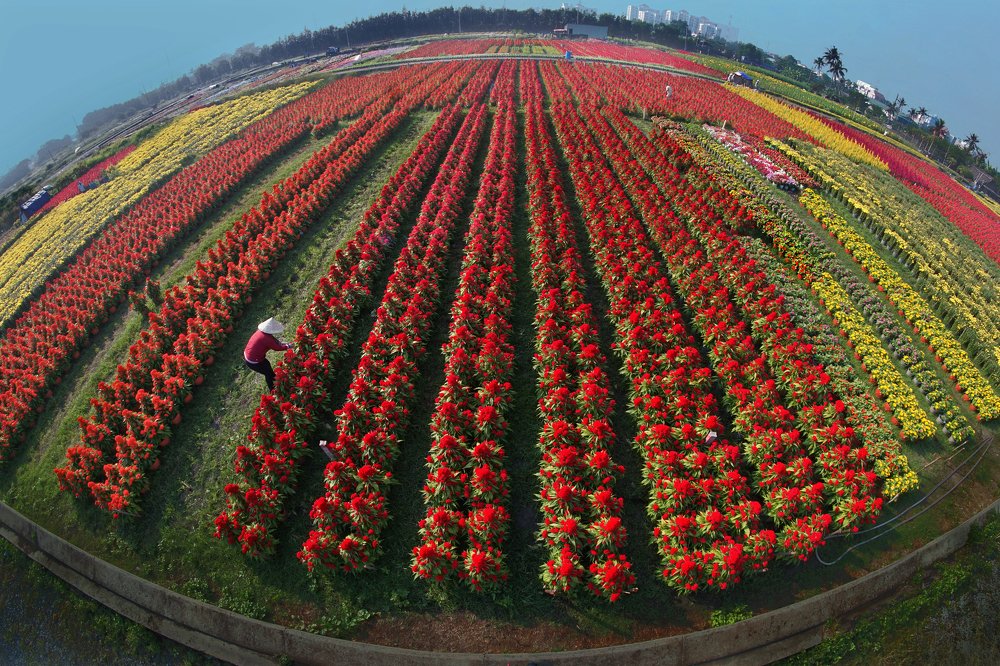 Фотография автора MINH GIẢNG PHẠM