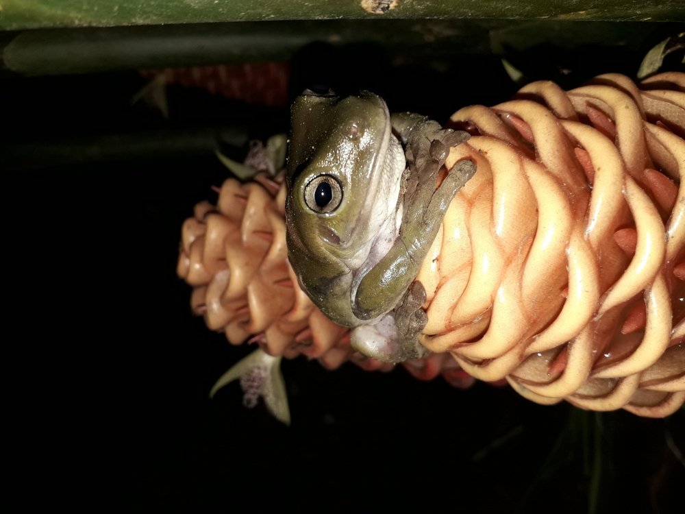 Watching and waiting for Dinner