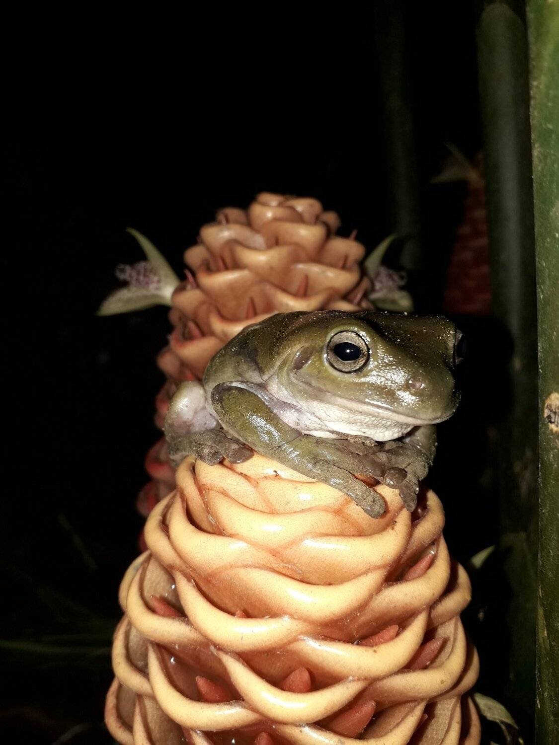 Watching and waiting for Dinner
