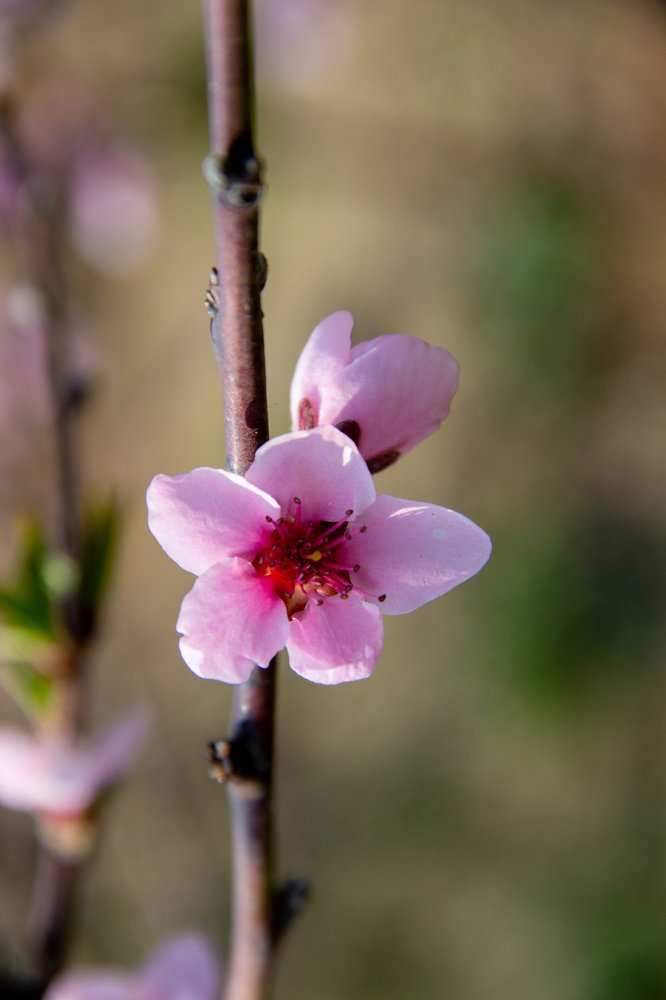 Photograph by Елена Демочкина