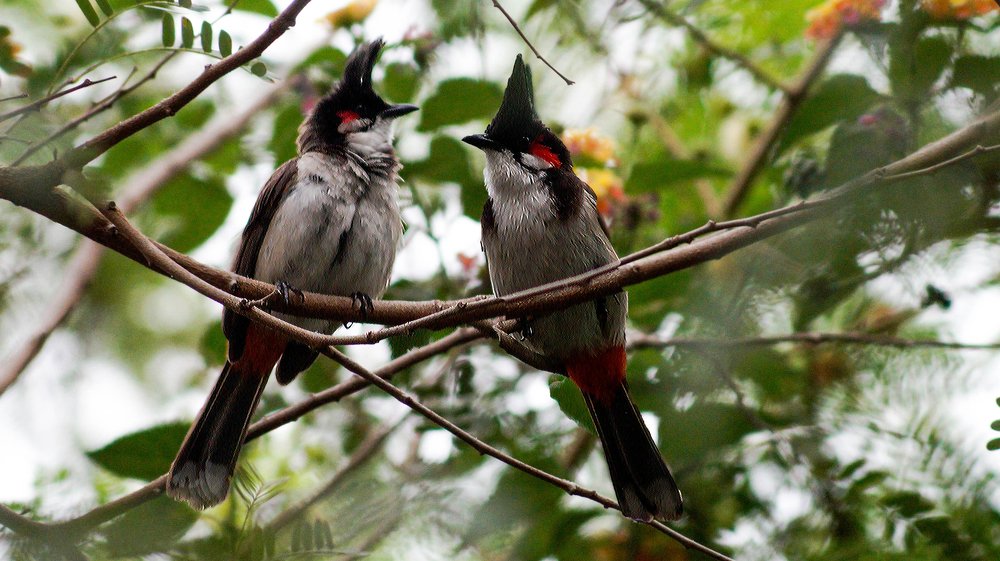 Photograph by Shaumit Seth