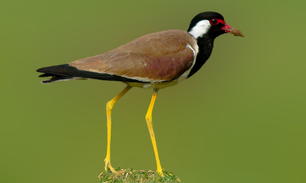 Photograph by Shaumit Seth