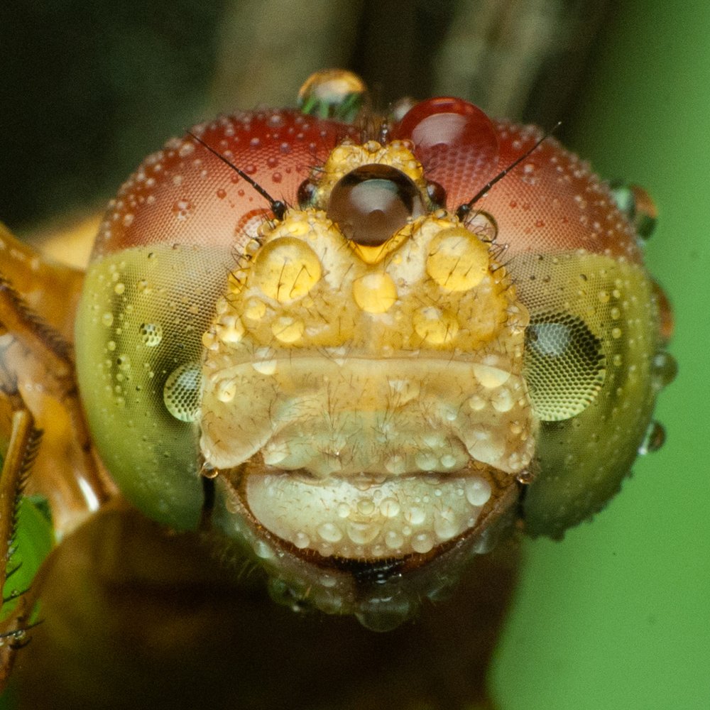 Photograph by Yusak priyanto