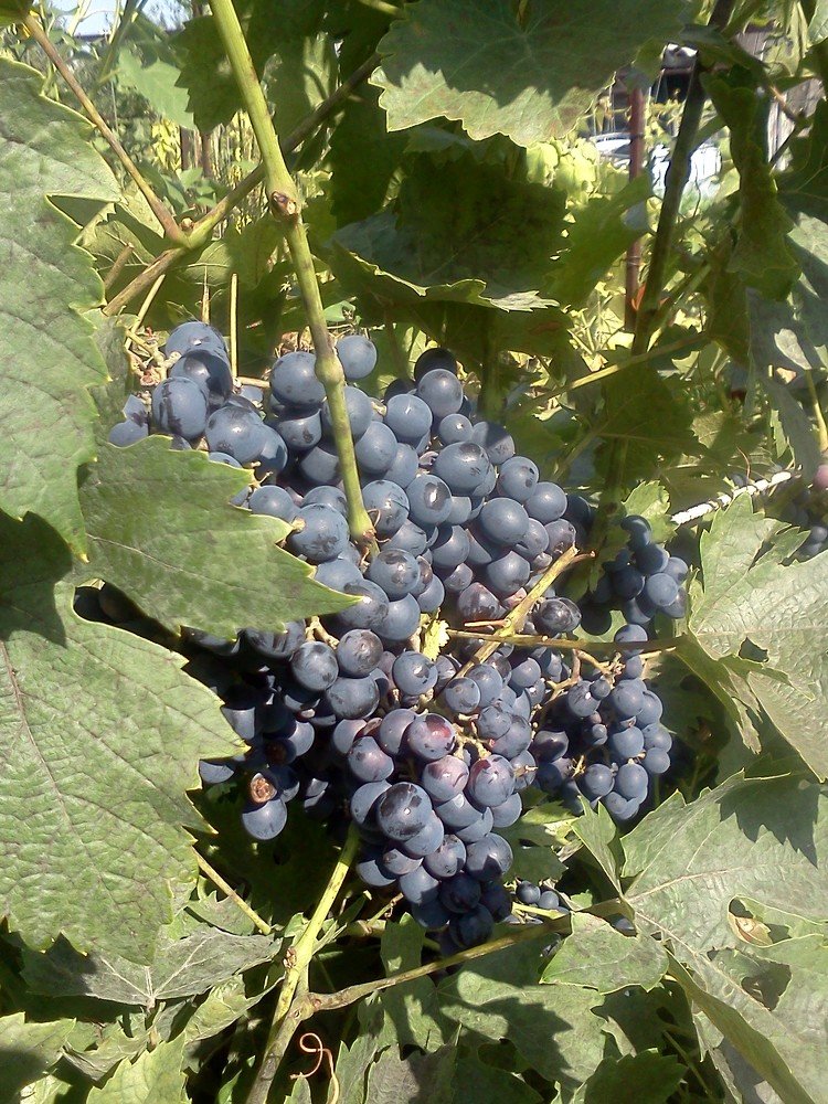 Photograph by карякина мария