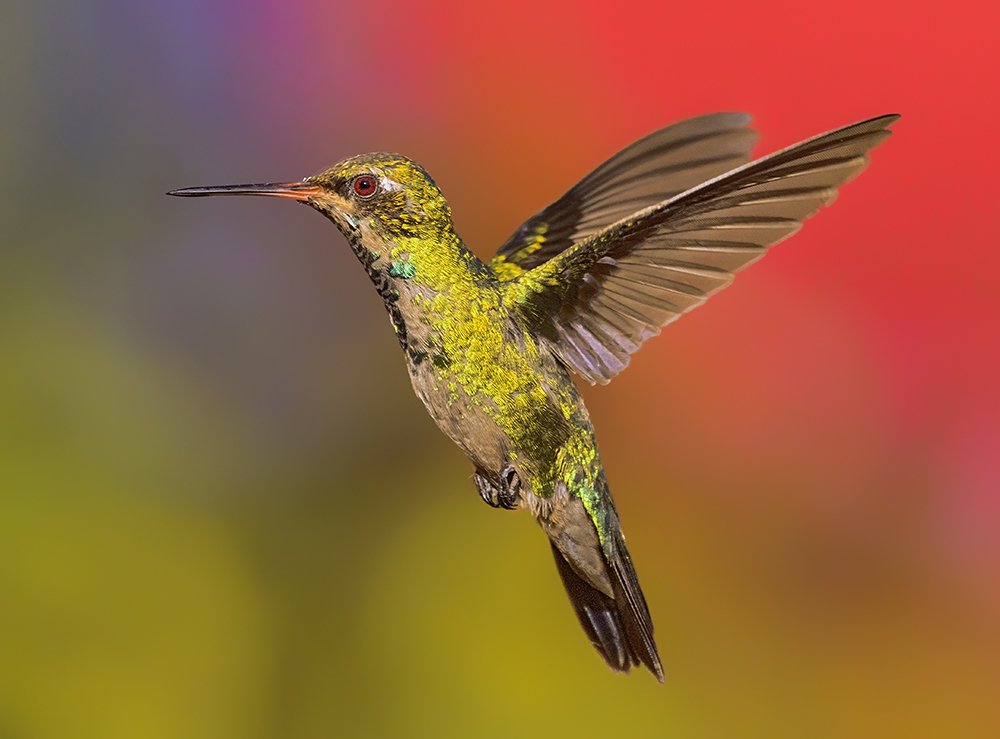 Hummingbird in multicolor