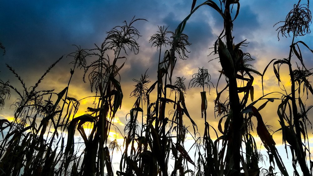 A golden and black sunset.