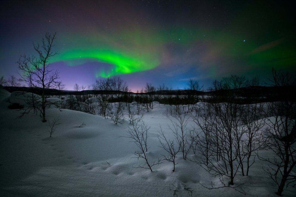 Там на неведомых дорожках следы невиданных зверей
