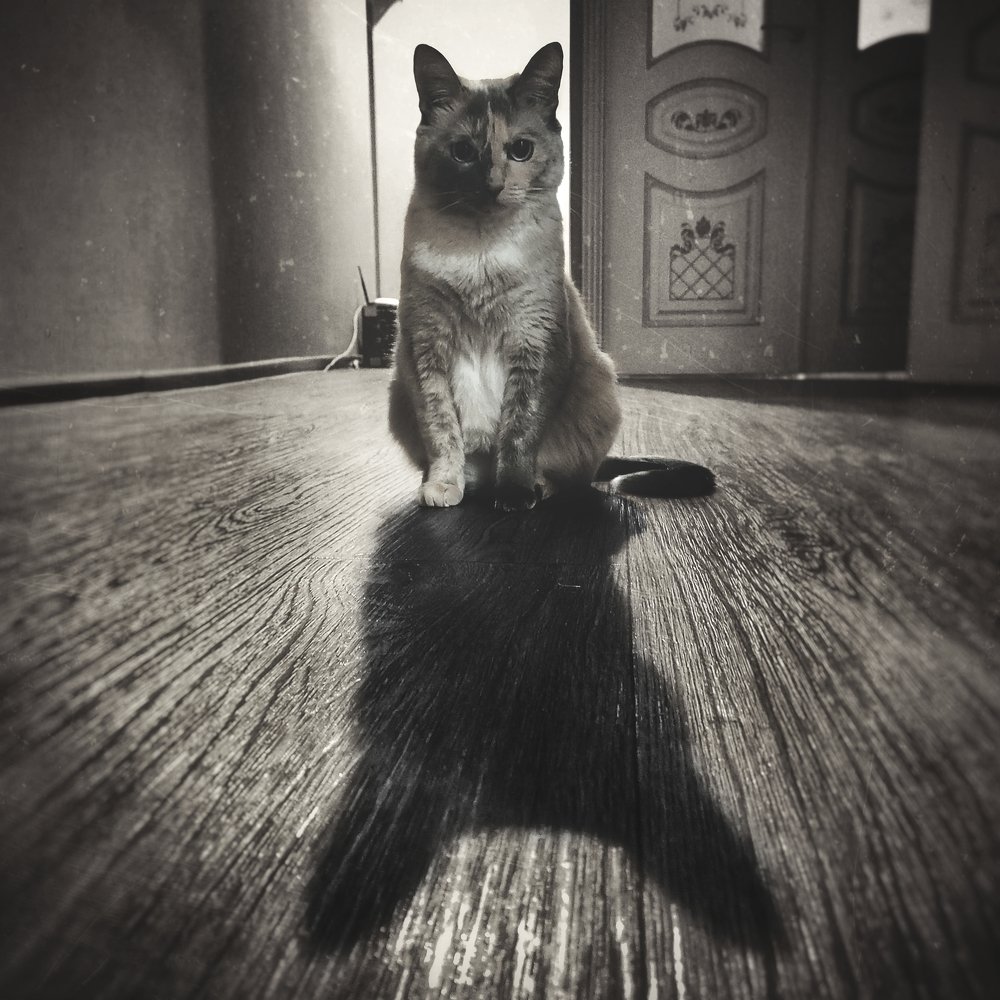 Тень кошки