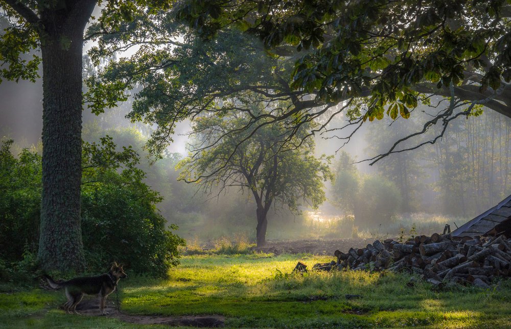 Beautyfull sunny morning in the countryside