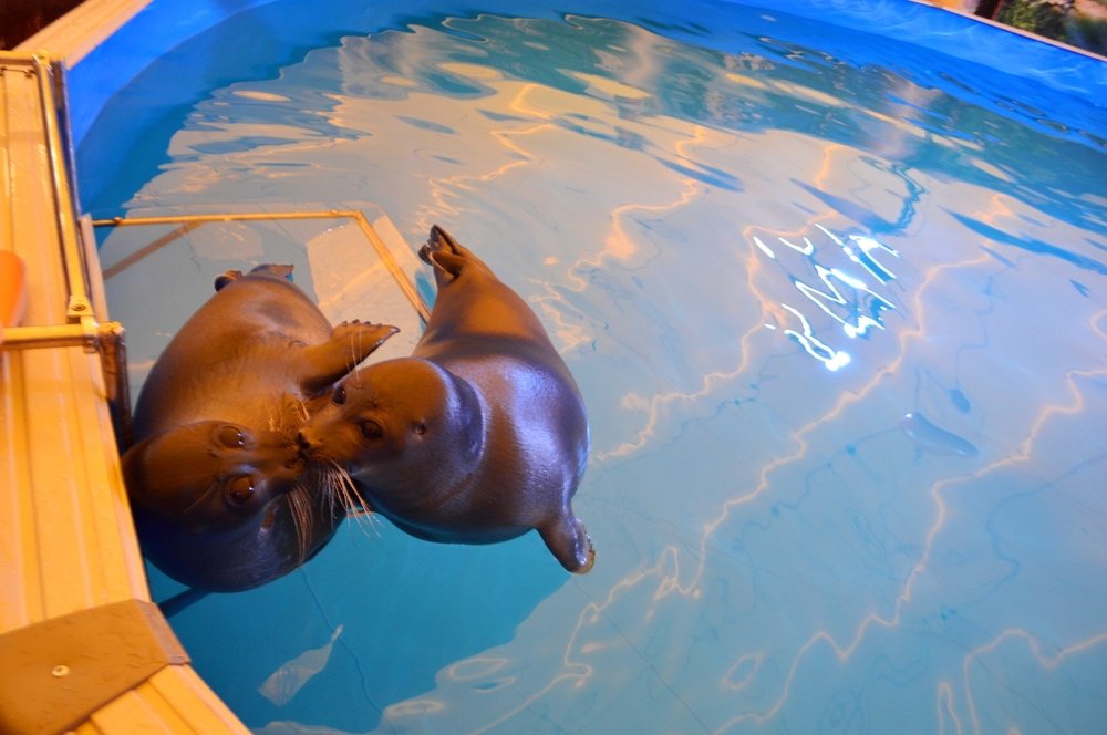 Влюблённые нерпы