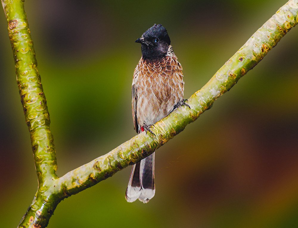 Photograph by Shaumit Seth