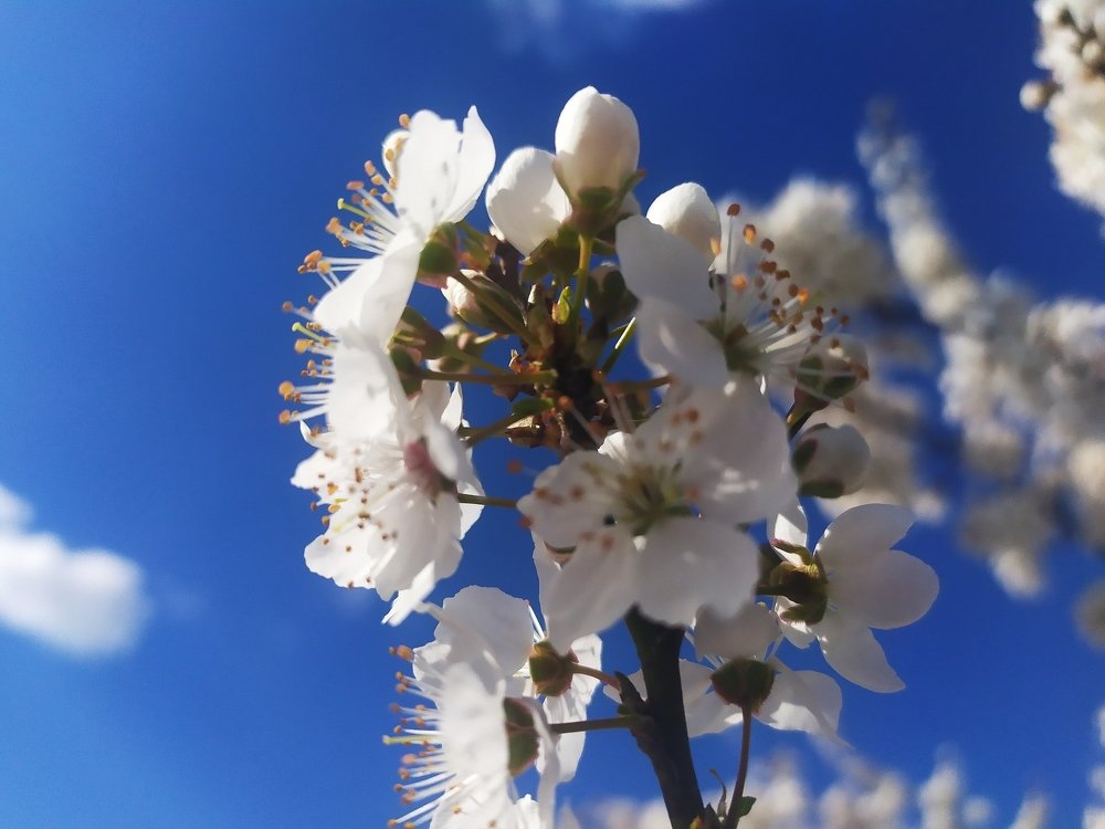 Весна в Крыму!