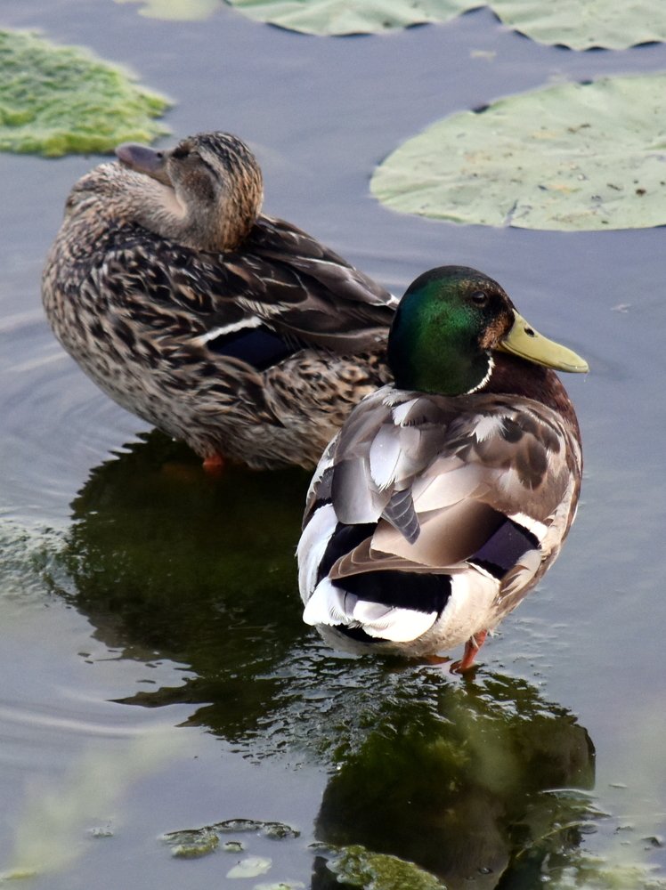 Семья уток-крякв / Mallard Duck Family