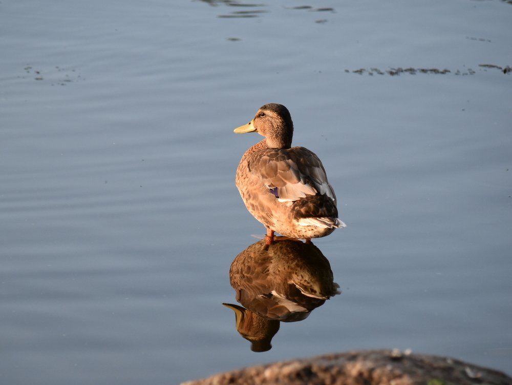 Утиное отражение / Duck reflection