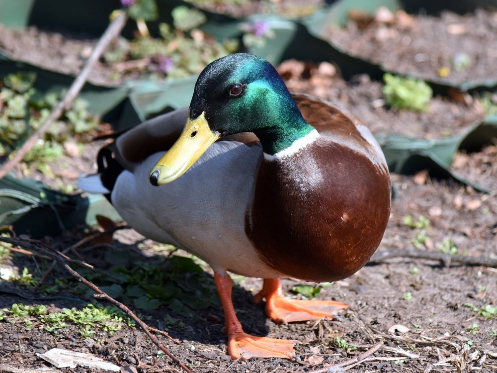 Утка хромоножка