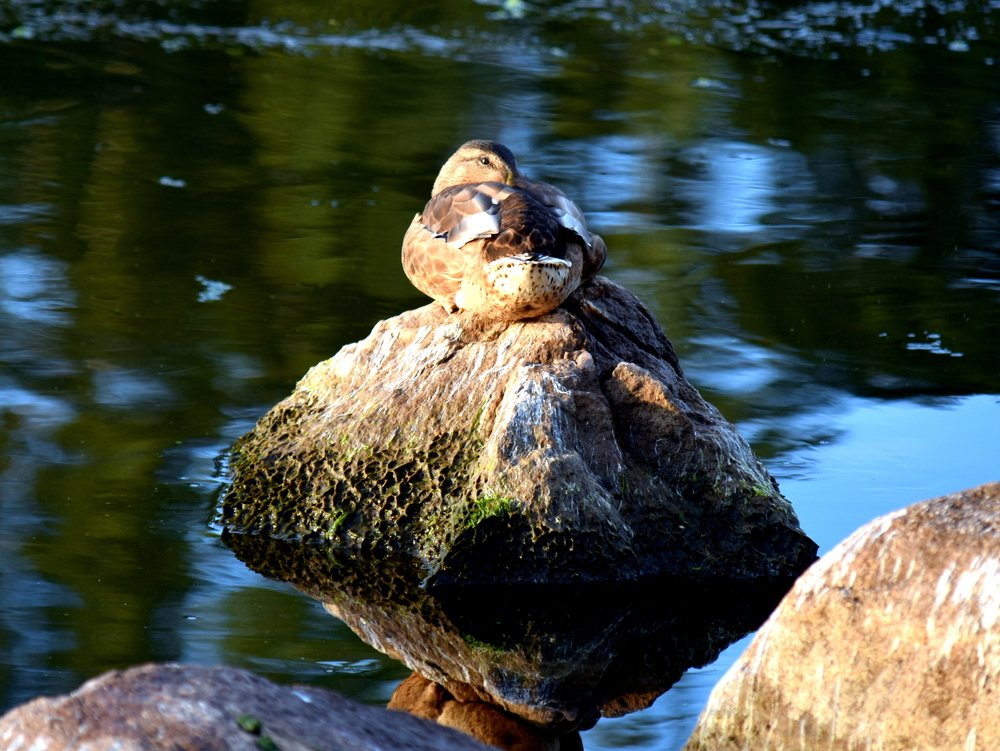 Serenity / Безмятежность