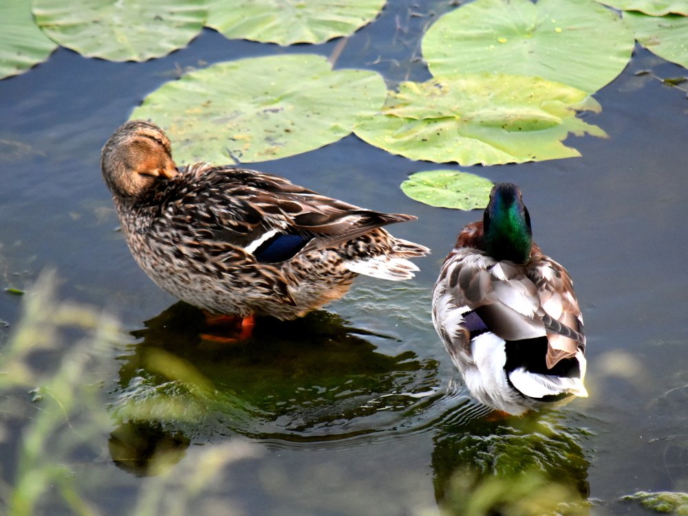 Утиный релакс... / Duck Relax ...