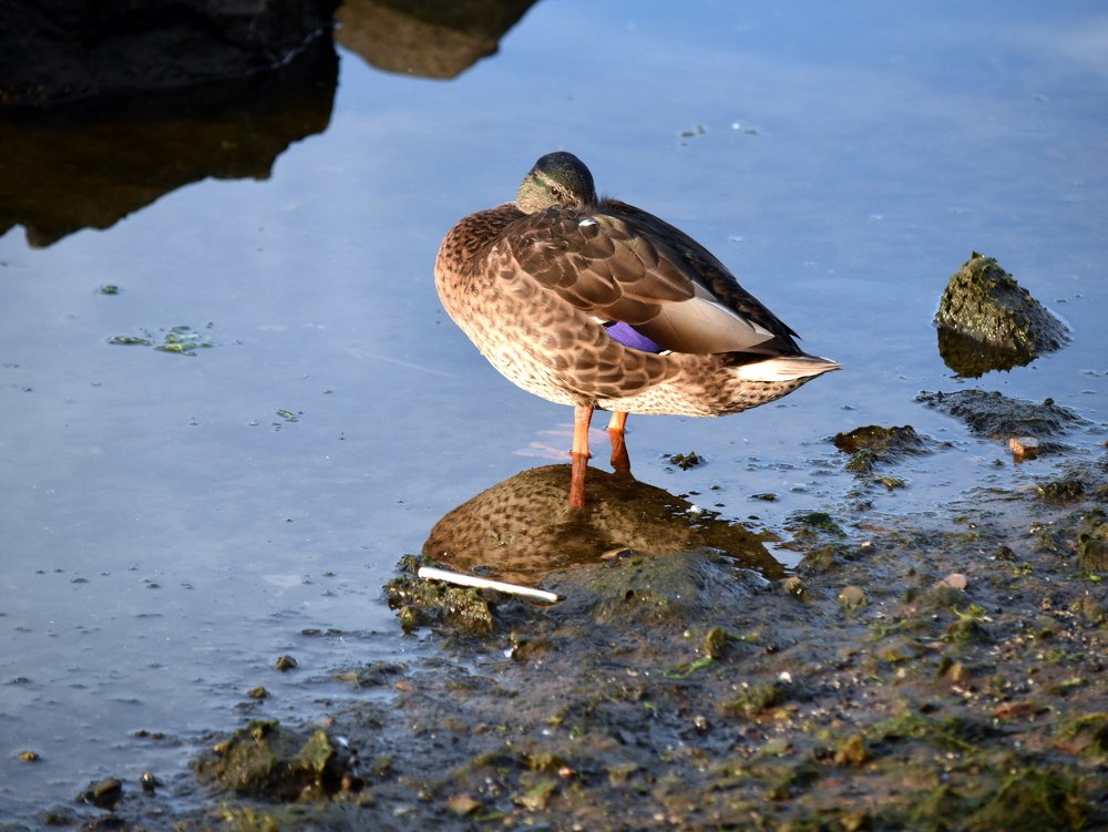 Птичья медитация / Bird meditation
