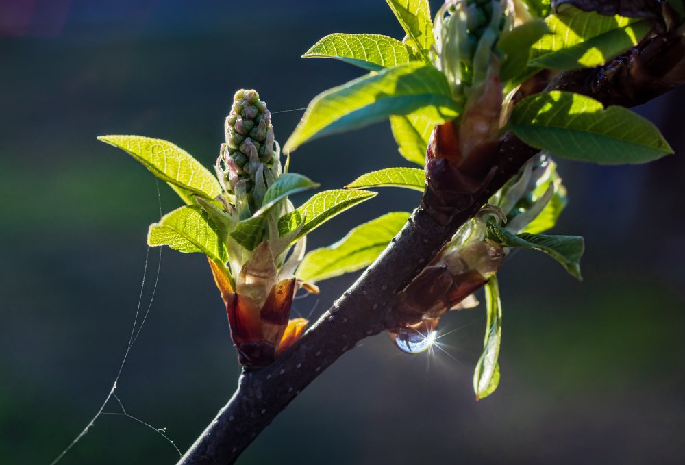 Солнечная звездочка