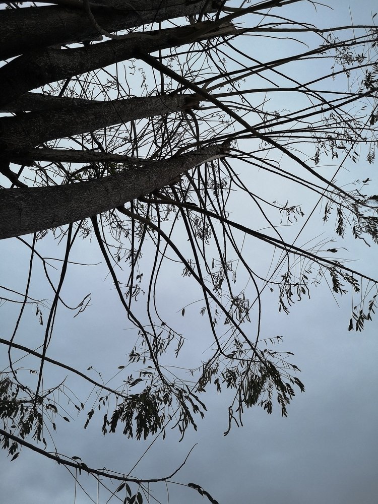 Photo #4508525