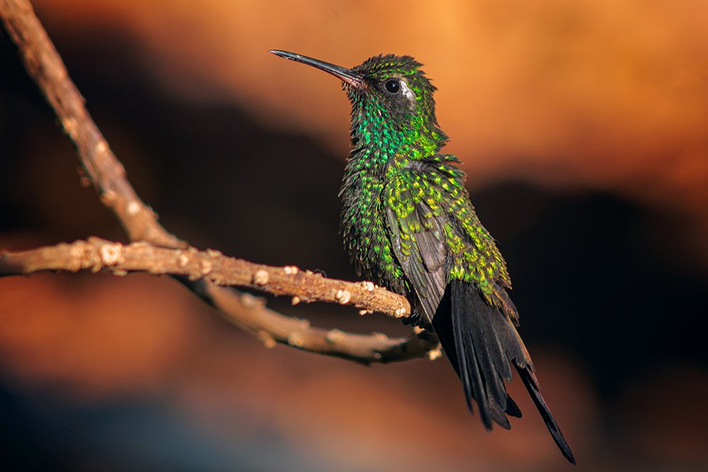 zunzun posado en una rama