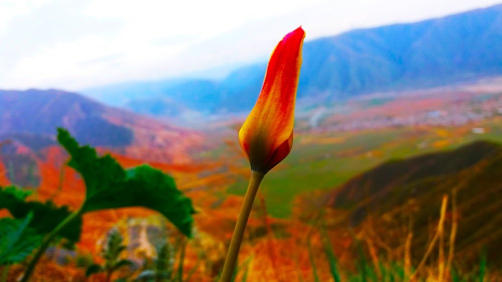 Photograph by Медина Bazarbaeva