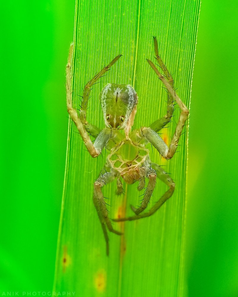 Spider molting Alien
