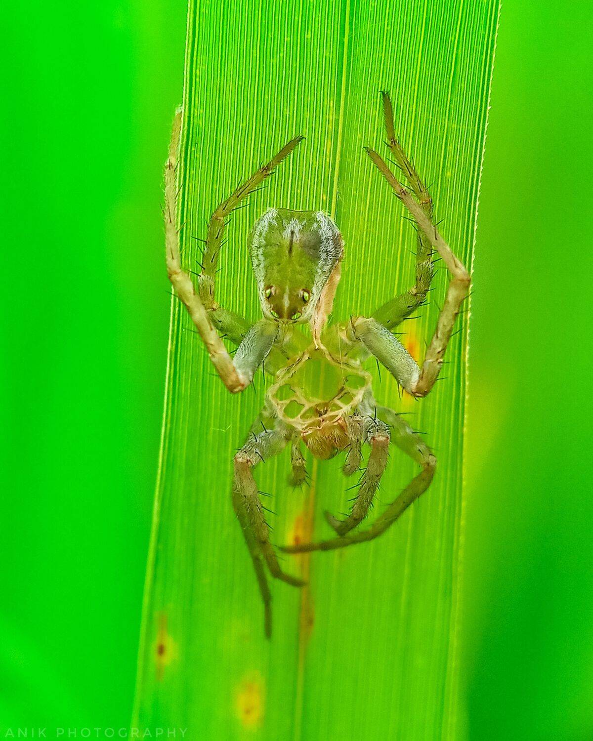 Spider molting Alien
