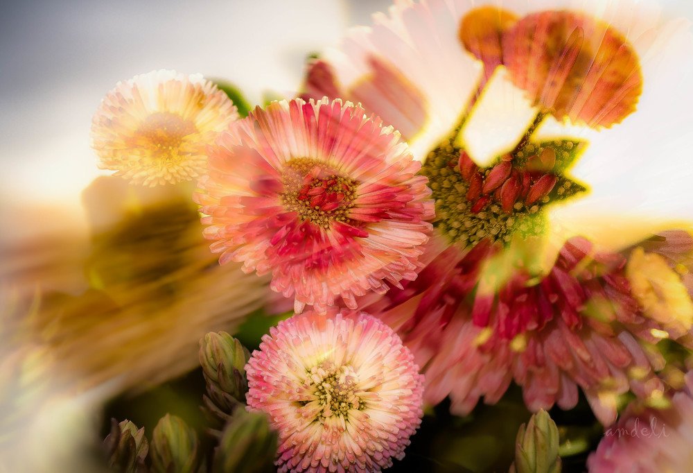 Photograph by M D Amira