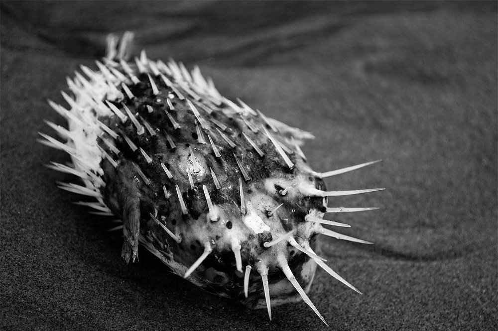 Photograph by LENIN CARRILLO