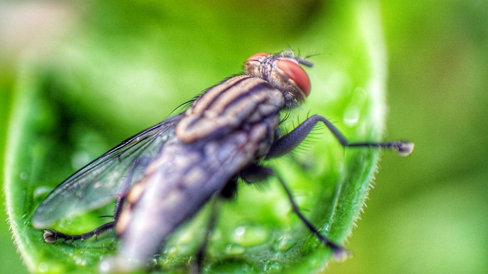 Photograph by phantoms thief