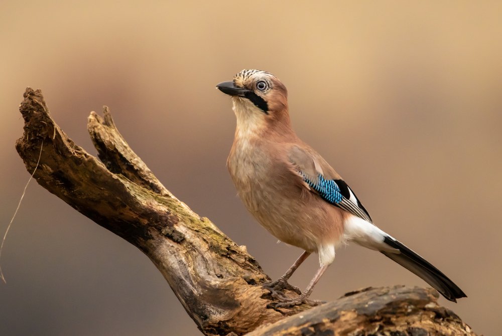 Photograph by Nikolay Stoyanov