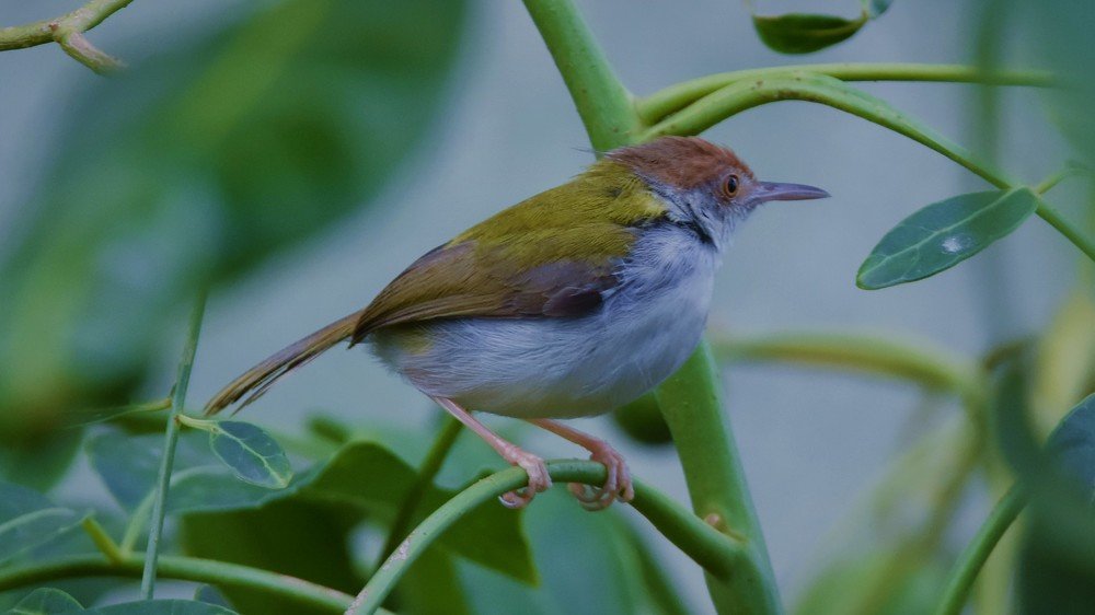 Photograph by Karuna Premalal Wanigasekara Arachchilage
