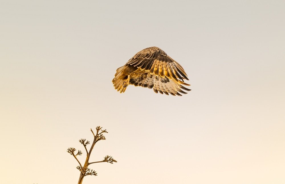 Фотография автора David Baez