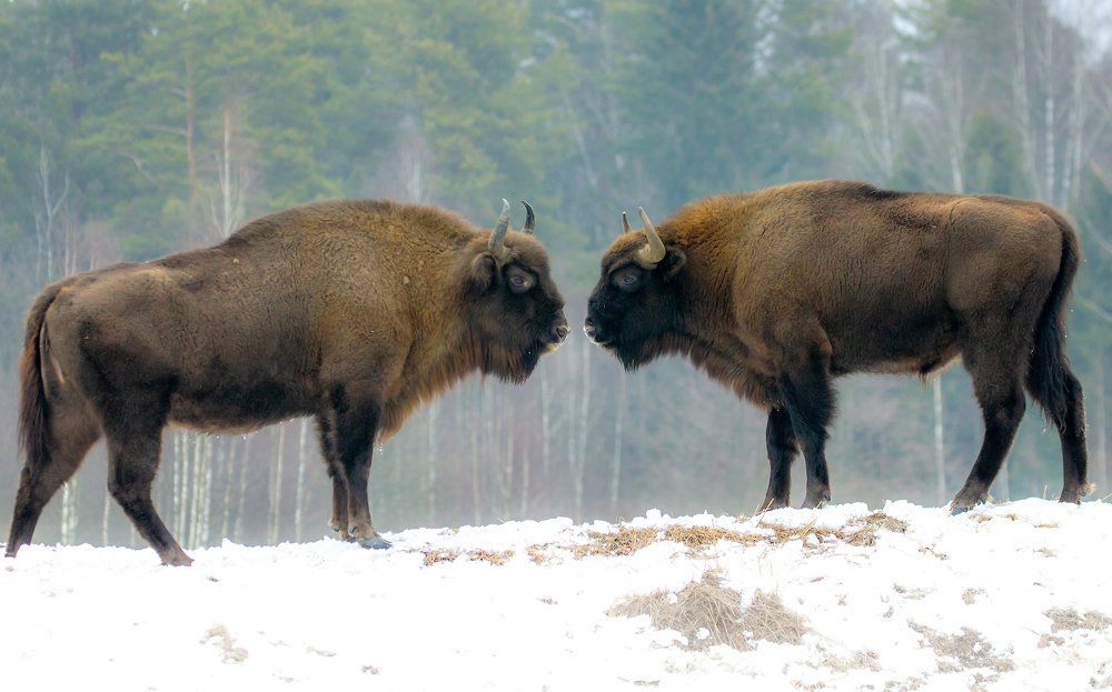 Photograph by Мария Кригер