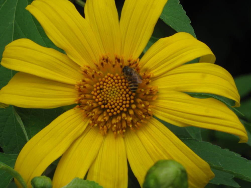 Photo #4509445