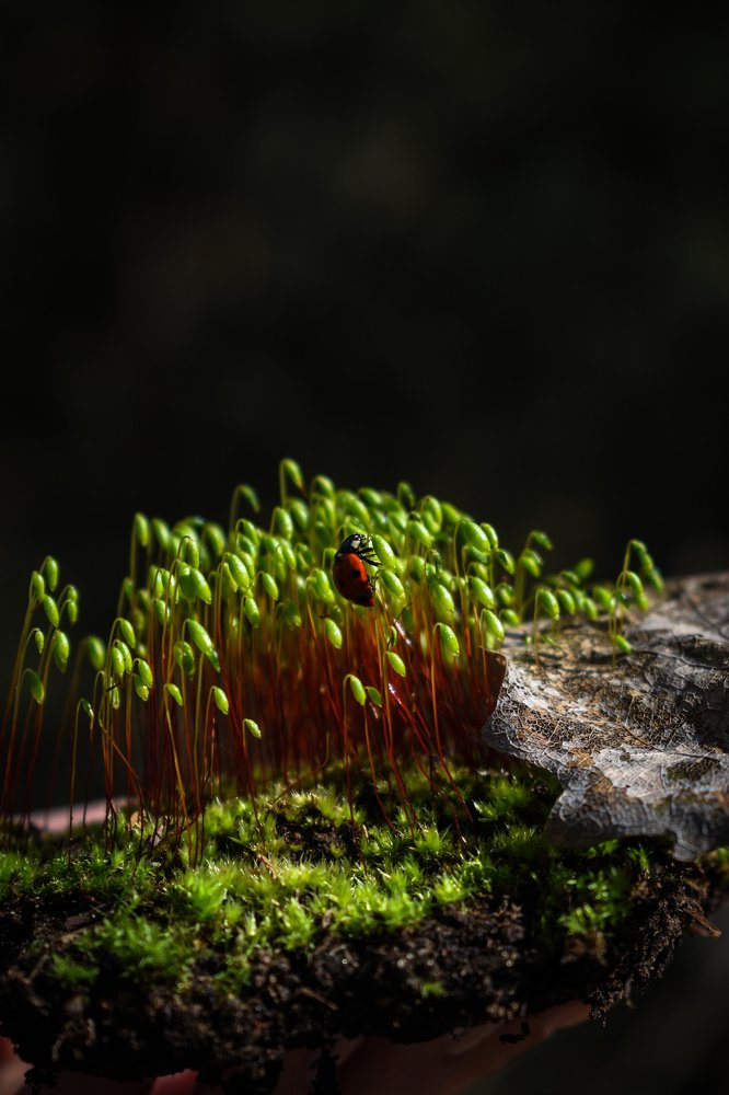 Photograph by Артем Макаров