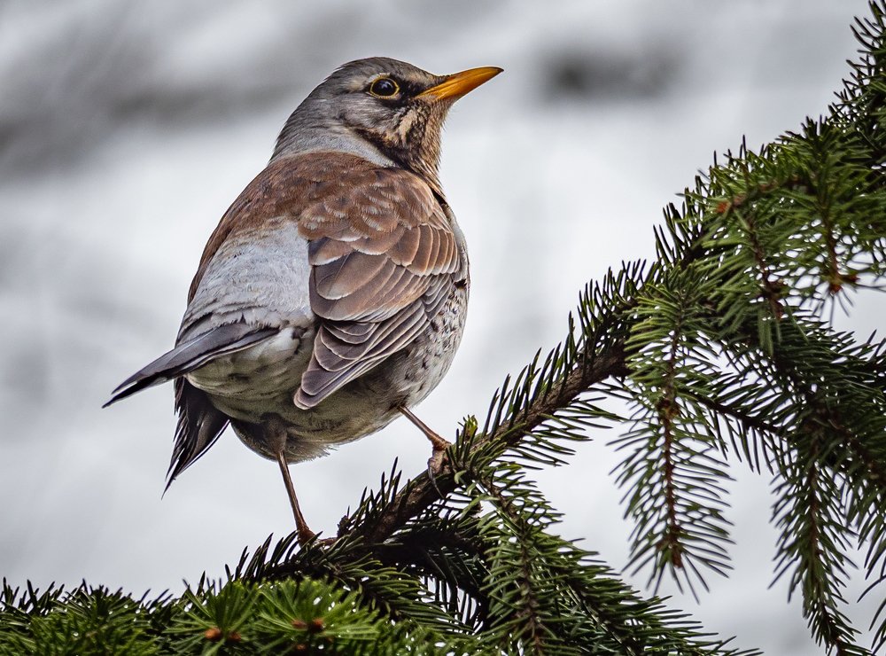 Photograph by Курлянцев Алексей