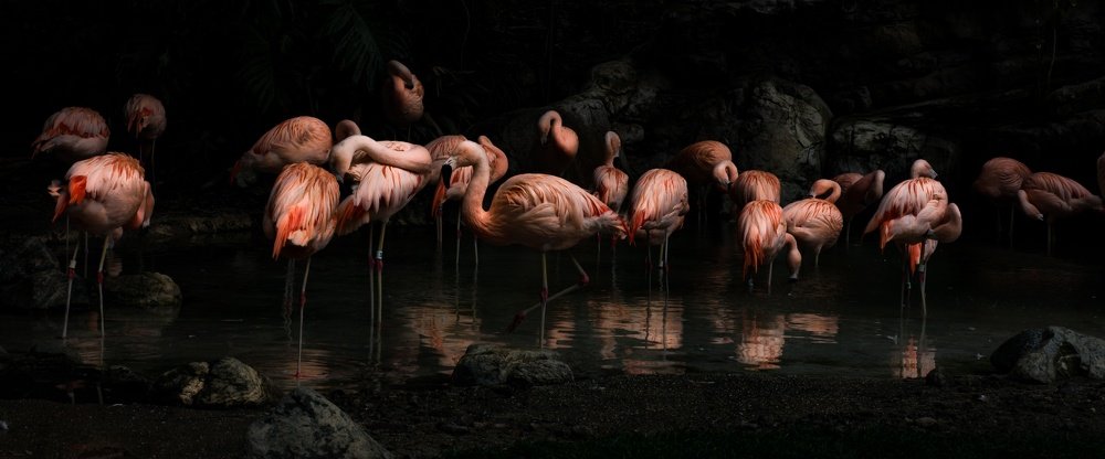 Twilight Flamingos