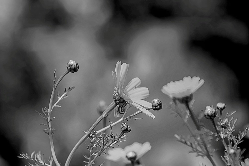 Photograph by Debbie Strauss