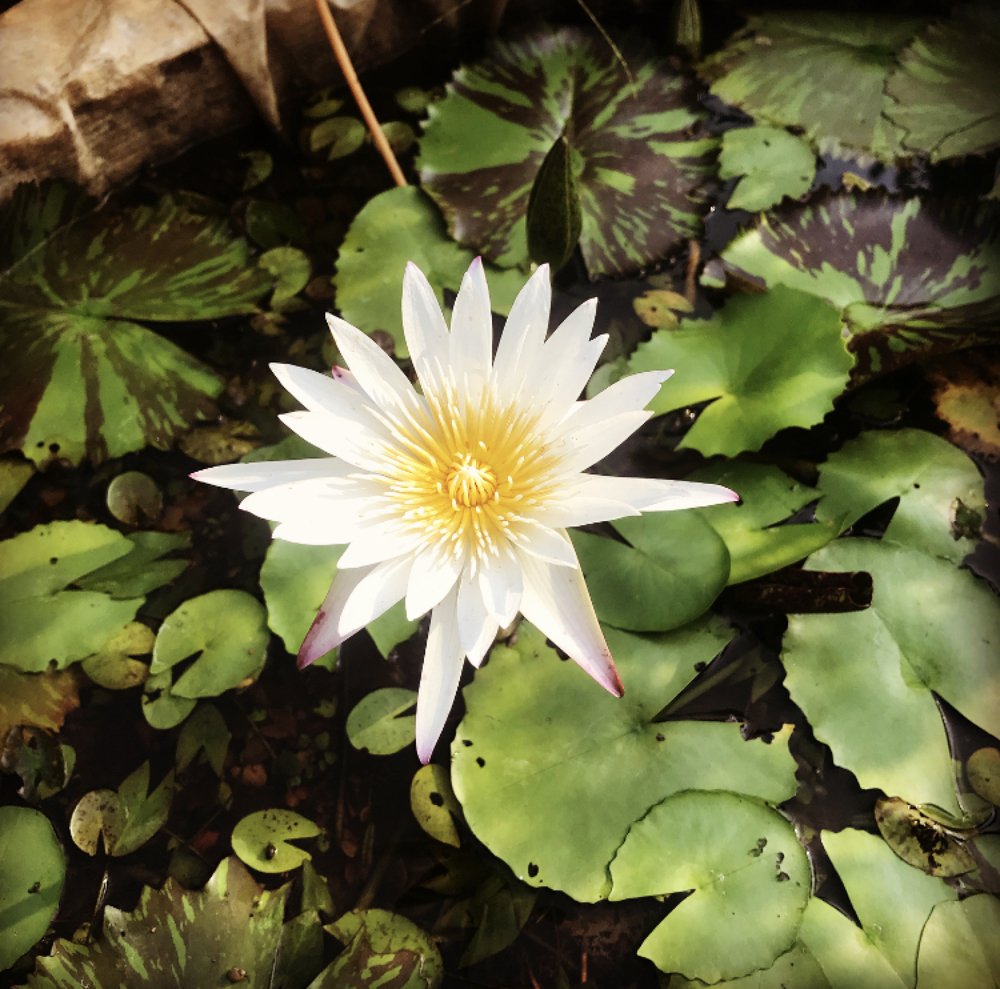 Фотография автора Naren Telluri