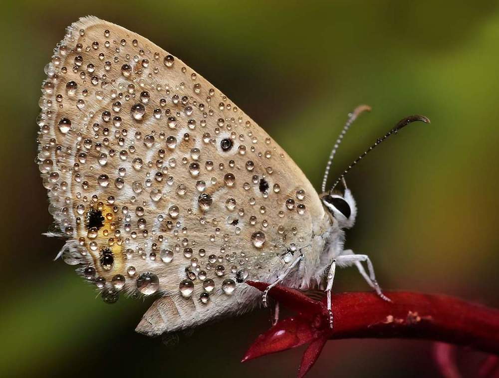 Photograph by Soumyadip Dey