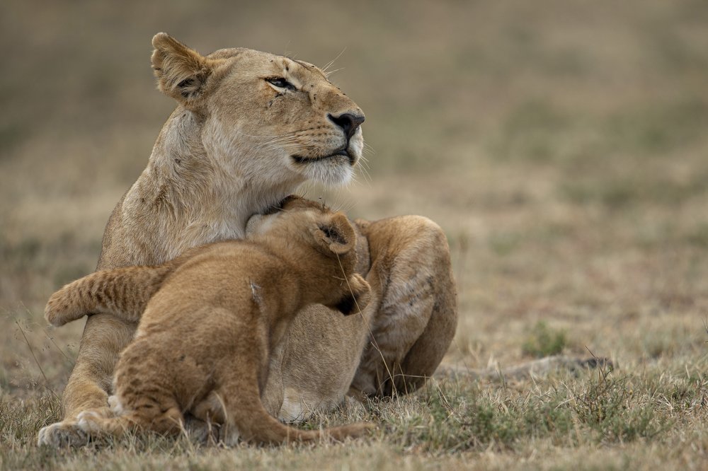Фотография автора Sanjay Shukla