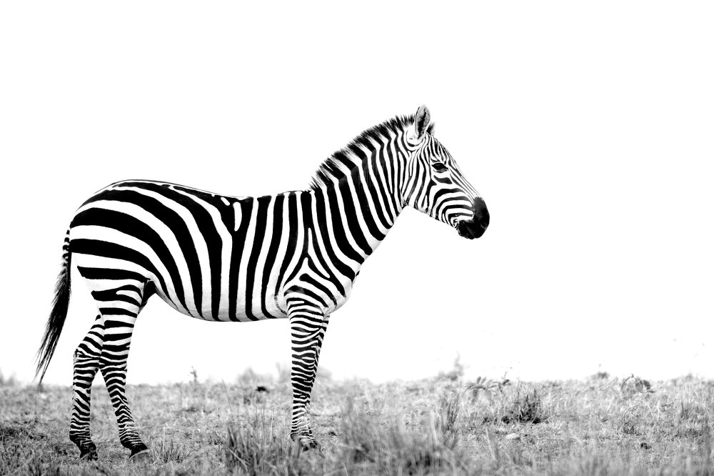 Фотография автора Sanjay Shukla